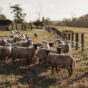 Sheep in paddock Casino 2021 (1).jpg