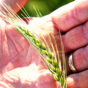 Wheat in hand Thallon Queensland.jpg
