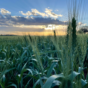 Tom Koerstz wheat crop NNSW (2).png