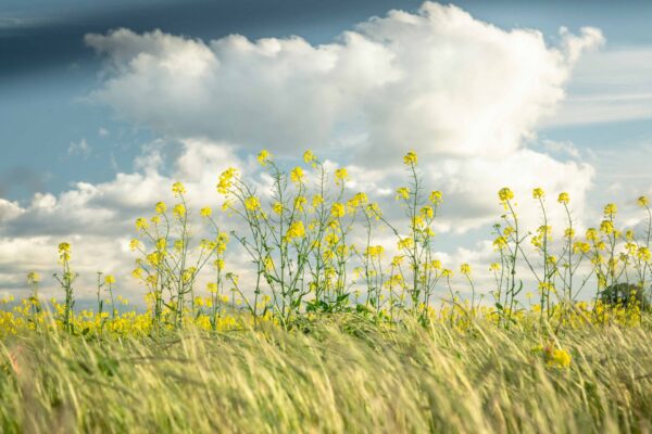 Canola Field 1