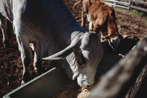 Beef cattle Casino 2021 1