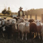 Sheep in paddock Casino 2021 (8).jpg