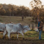 Beef cattle Casino 2021 (15).jpg