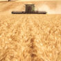 Harvest Victoria.jpg