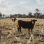 Beef cattle Casino 2021 (6).jpg