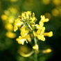 Canola field 2.jpg