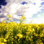 Canola field.jpg
