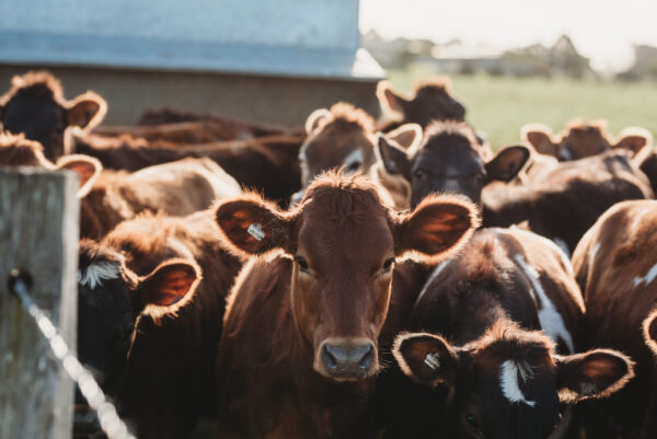 Beef cattle Casino 3