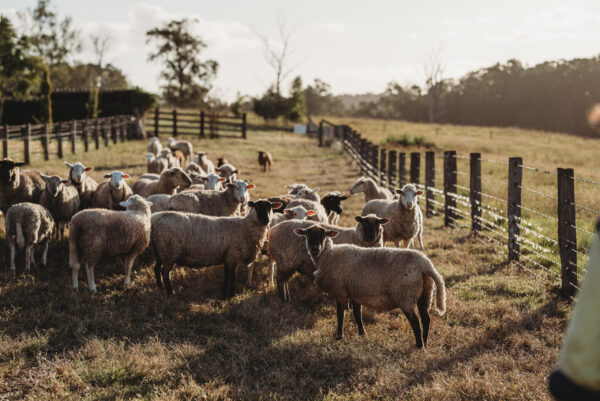 Sheep in paddock Casino 2021 1