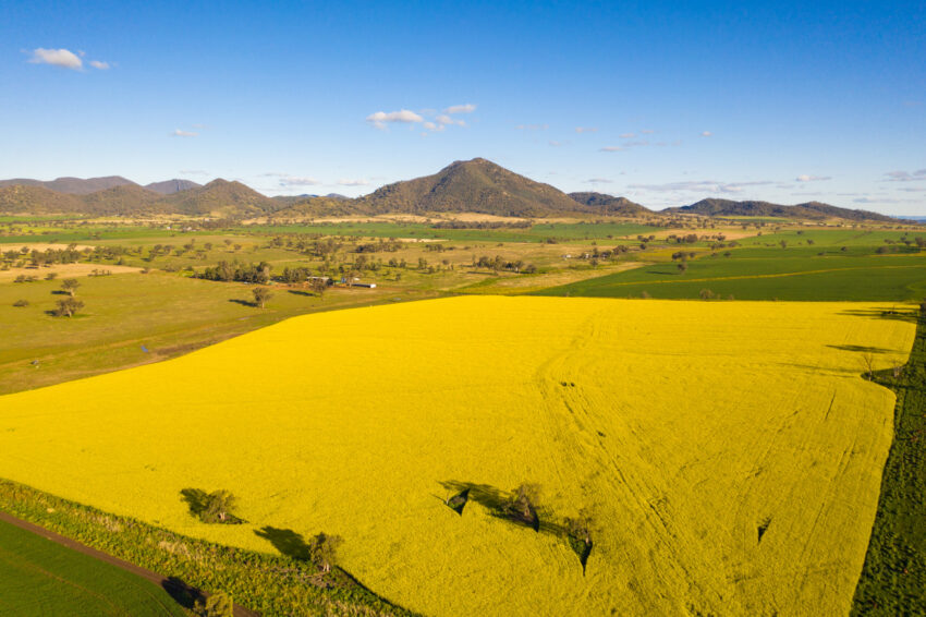 Canola Werris NSW Creek