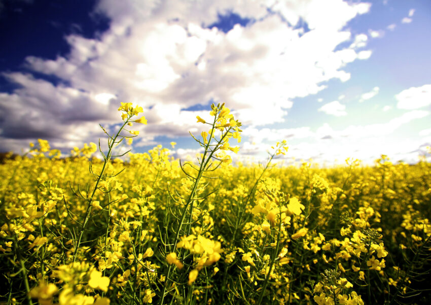 Canola Field