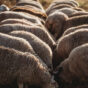 Sheep in paddock Casino 2021 (9).jpg
