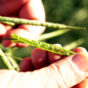 Canola in hand 2.jpg