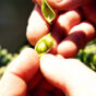 Thallon Queensland chickpea.jpg