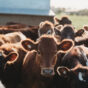 Beef cattle Casino 2021 (9).jpg