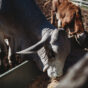 Beef cattle Casino 2021 (1).jpg