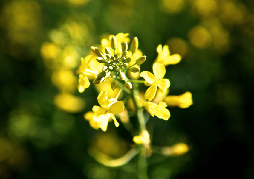 Canola Field 2