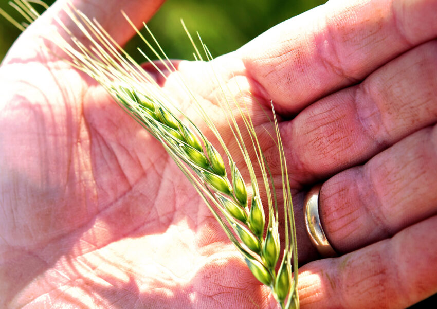 Wheat in hand Thallon QLD