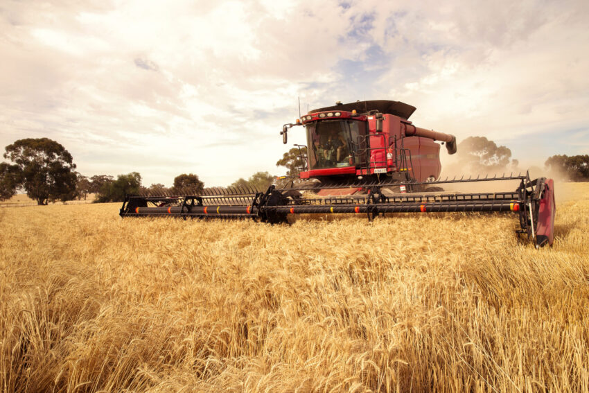 Harvest Victoria 3