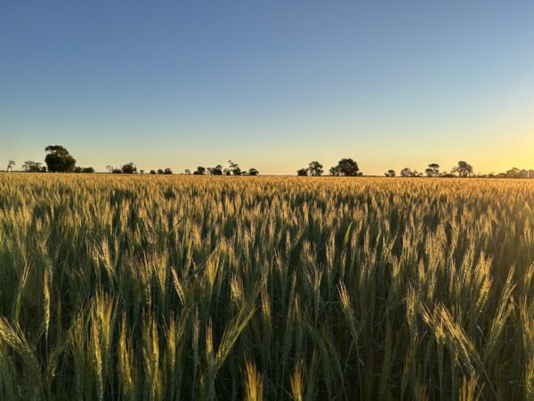 Wheat Crop NNSW 1