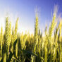 Wheat field Bogan Gate NSW.jpg
