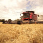 Harvest Victoria 3.jpg