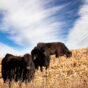 Angus heifers on stubble.jpg