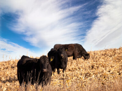 Angus heifers on stubble
