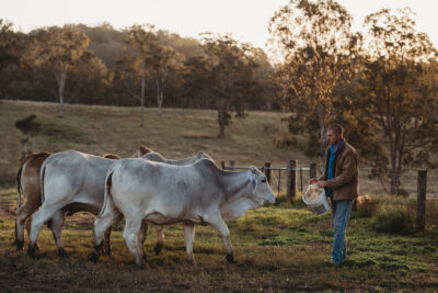 Beef cattle Casino 2021 5