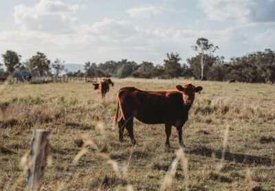 Beef cattle Casino 2021 2