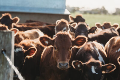 Beef cattle Casino 3