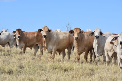 Big Steers (Charbay 2) 2022