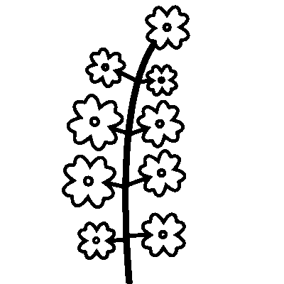 GNC Icon - Canola - Dark Grey