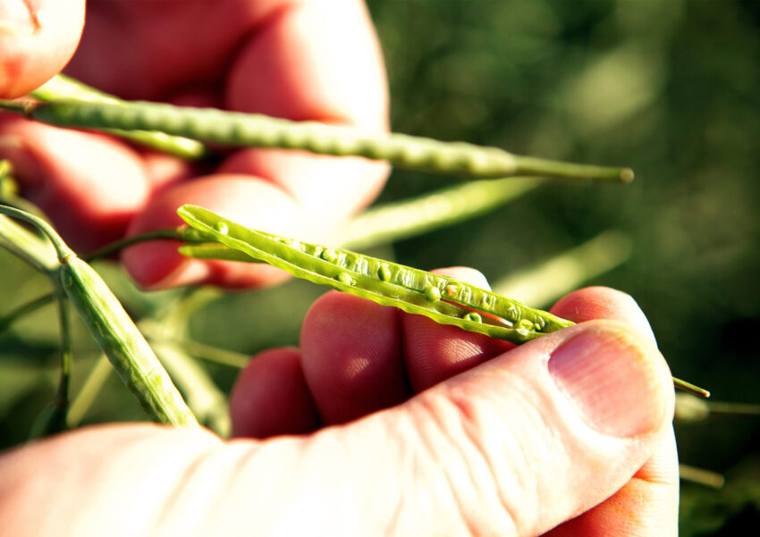 Canola in hand 2
