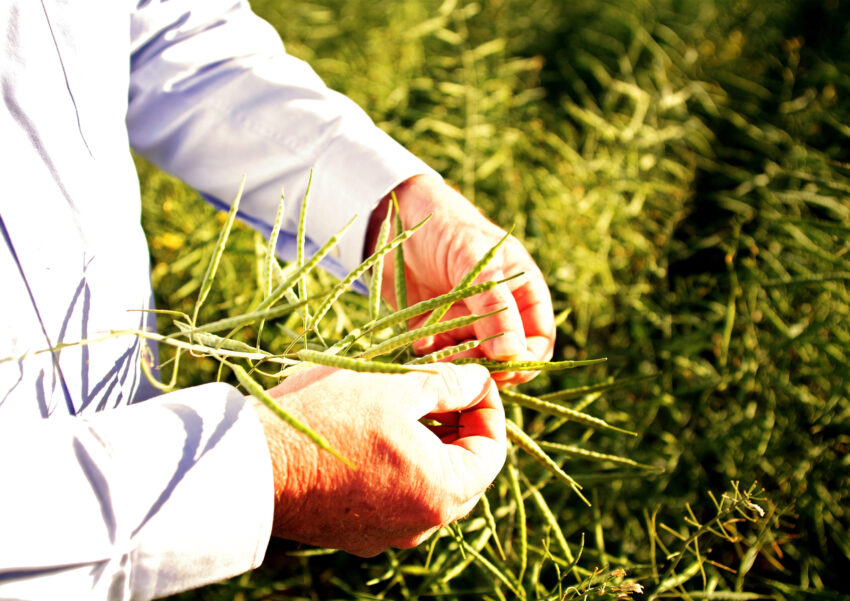 Canola in hand