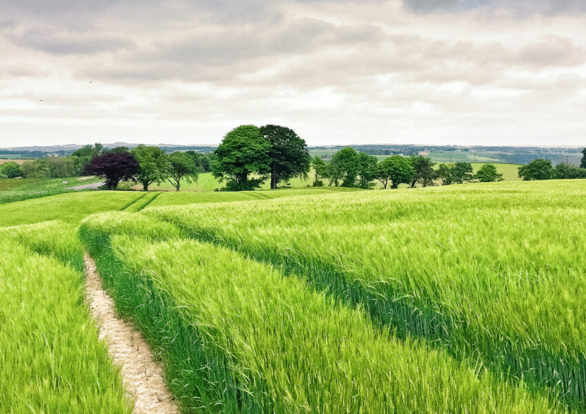 Grain Field (UK)