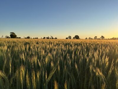Wheat Crop NNSW 1