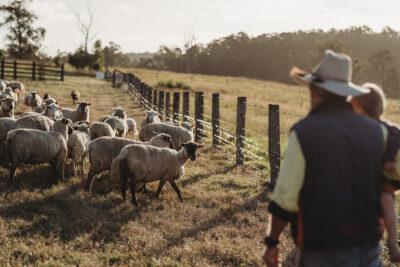 Sheep in paddock Casino 2021 2