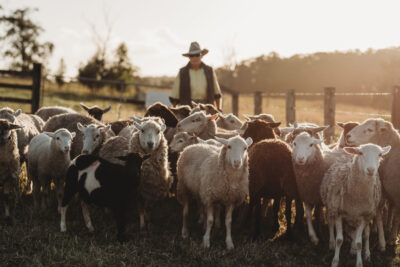 Sheep in paddock Casino 2021 3