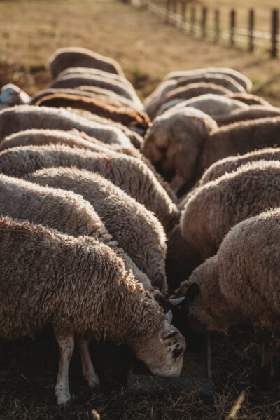 Sheep in paddock Casino 2021 4