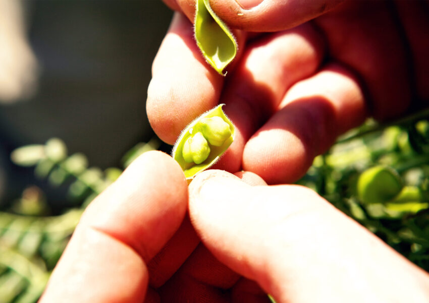 Chickpeas Thallon QLD