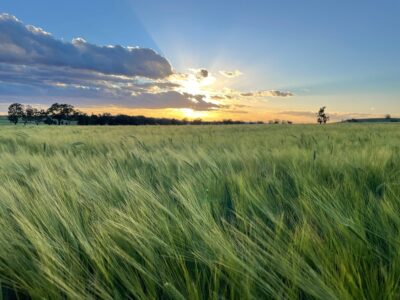 Wheat crop NNSW 2