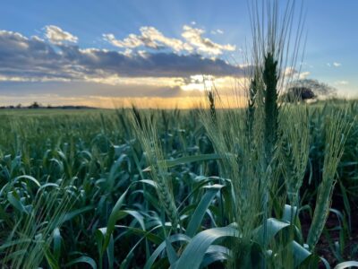 Wheat crop NNSW 3