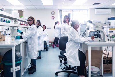Lab at West Footscray Vic 1