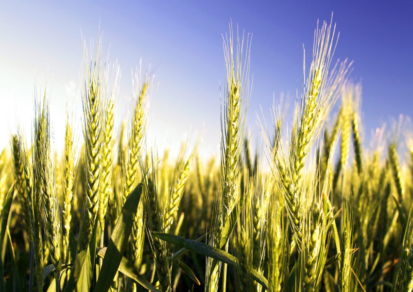 Wheat field Bogan Gate NSW