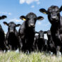Black Angus 1.jpg