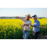 Canola Field Tamworth NSW