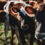 Beef cattle Casino 2021 (11) - Copy.jpg