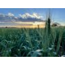 Wheat crop NNSW 3