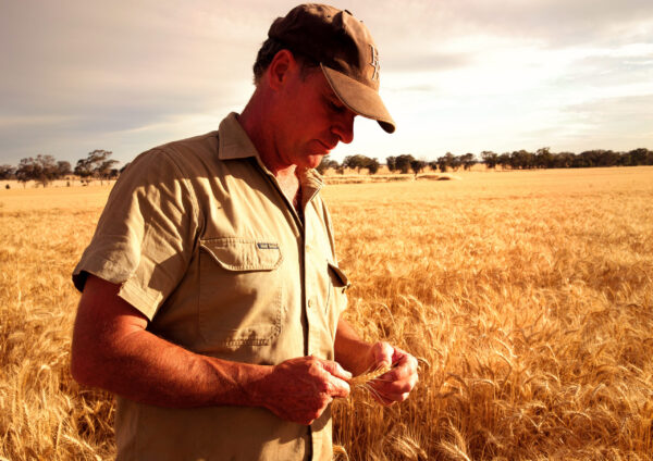 Wheat in hand VIC